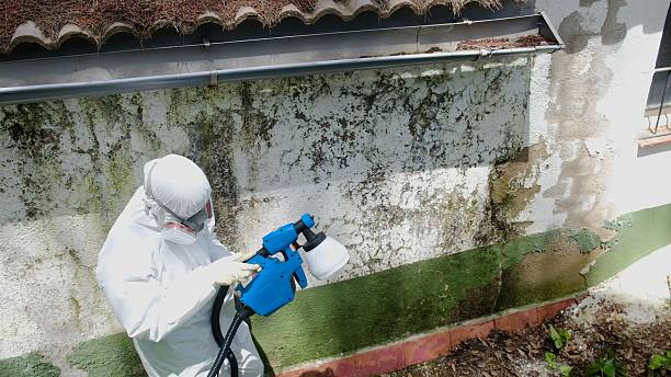 Top rated local Mold Remediation specialists in Mundelein, IL